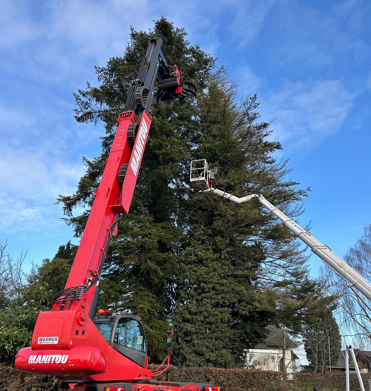 Baum wird mit Teleskoplader und LKW-Arbeitsbühne professionell beschnitten.