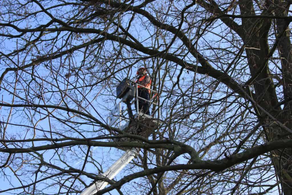 Mann auf Arbeitsbühne bei Baumpflegearbeiten zwischen Ästen und Bäumen.